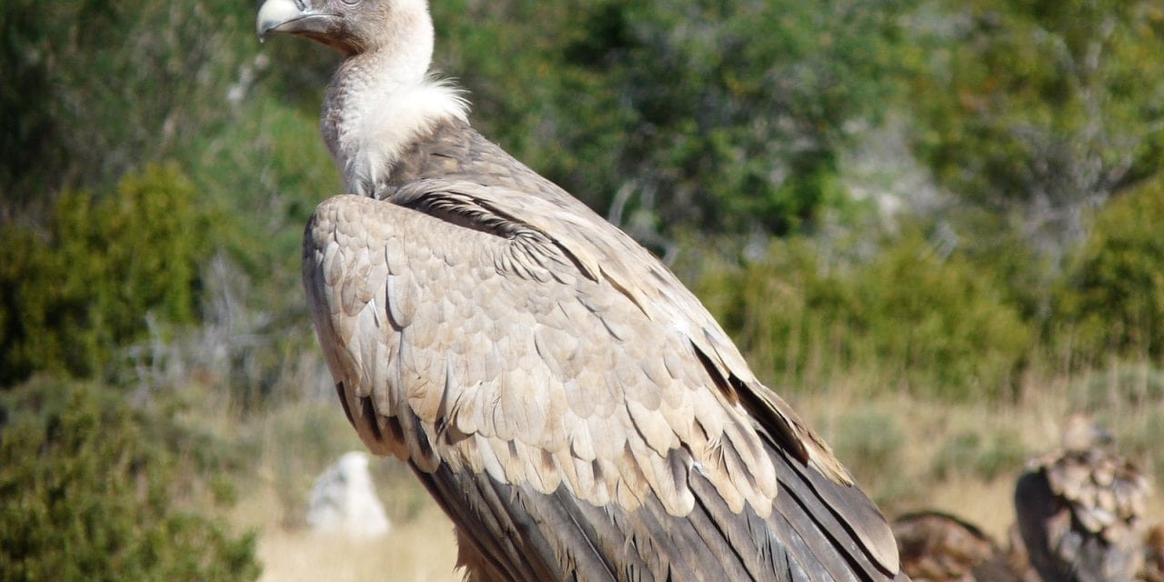 Les attaques du bétail par les vautours : mythe ou réalité ?