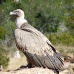 Les attaques du bétail par les vautours : mythe ou réalité ?
